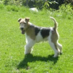 'T Beuke Jagerken Quick